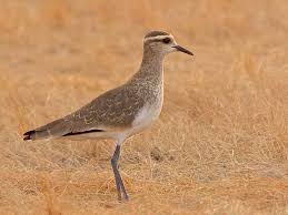 Image result for Vanellus gregarius