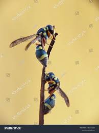 Attēlu rezultāti vaicājumam “Eumenidae”