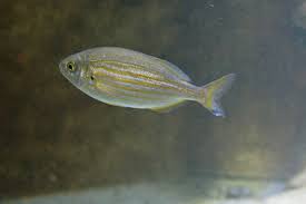 Image result for Sarpa salpa