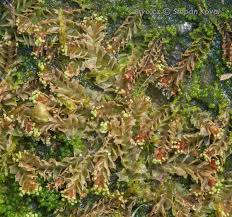 Attēlu rezultāti vaicājumam “Lophozia”