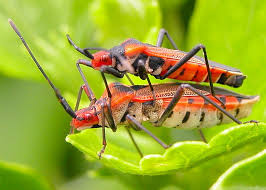 Attēlu rezultāti vaicājumam “Heteroptera”