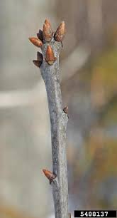 Attēlu rezultāti vaicājumam “Quercus rubra bud”