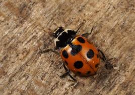 Attēlu rezultāti vaicājumam “Hippodamia notata”