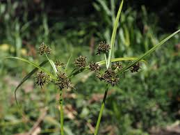 Attēlu rezultāti vaicājumam “Cyperus fuscus fruit”