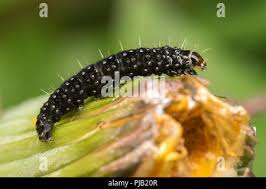 Attēlu rezultāti vaicājumam “Aphelia paleana”