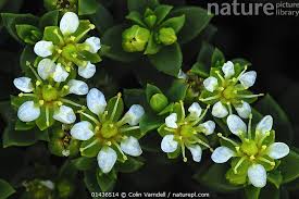 Attēlu rezultāti vaicājumam “Honckenya peploides flower”
