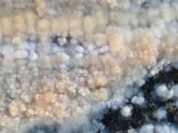 Attēlu rezultāti vaicājumam “Phlebiopsis gigantea”