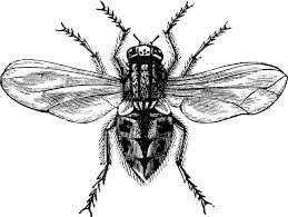 Attēlu rezultāti vaicājumam “Musca domestica”