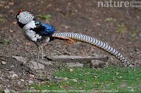 Image result for Chrysolophus amherstiae