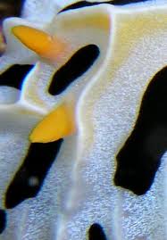 Attēlu rezultāti vaicājumam “Retinia resinella exuvia”