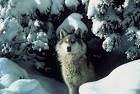 The Wolf Den: wolf pictures, facts, &amp; resources