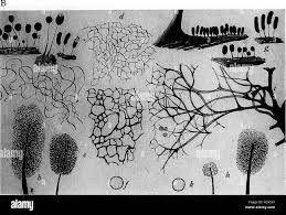 Attēlu rezultāti vaicājumam “Dianema depressum”