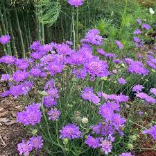 Image result for Scabiosa col.`Butterfly Blue`