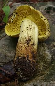 Attēlu rezultāti vaicājumam “Tricholoma flavovirens”