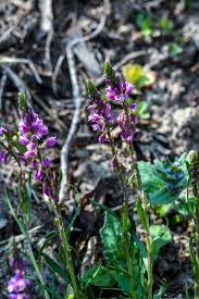 Attēlu rezultāti vaicājumam “Polygala comosa flower”