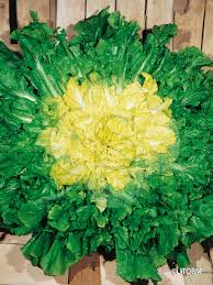 Attēlu rezultāti vaicājumam “Scardia boletella exuvia”