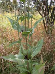Image result for Dipsacus silvestris