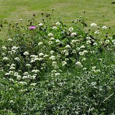 Attēlu rezultāti vaicājumam “Scabiosa ochroleuca”