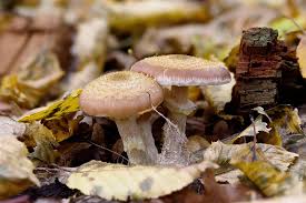 Attēlu rezultāti vaicājumam “Armillaria sp.”