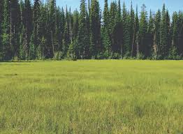 Attēlu rezultāti vaicājumam “Carex chordorrhiza”