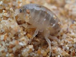 Attēlu rezultāti vaicājumam “Talitrus saltator”