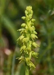 Attēlu rezultāti vaicājumam “Herminium monorchis leaf”