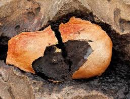 Attēlu rezultāti vaicājumam “Fuligo leviderma”