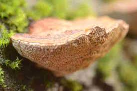 Attēlu rezultāti vaicājumam “Coriolopsis trogii”