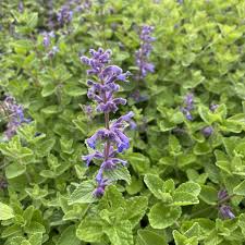 Attēlu rezultāti vaicājumam “Nepeta x faassenii”