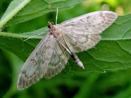 Attēlu rezultāti vaicājumam “Anania lancealis”