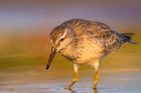Attēlu rezultāti vaicājumam “Calidris canutus”