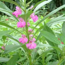 Image result for Impatiens balsamina