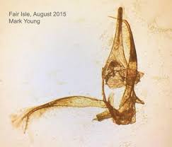 Attēlu rezultāti vaicājumam “Phyllonorycter apparella”