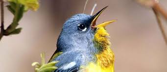 Image result for Dendroica castanea