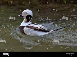 Attēlu rezultāti vaicājumam “Clangula hyemalis male”