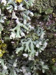 Attēlu rezultāti vaicājumam “Physcia adscendens”