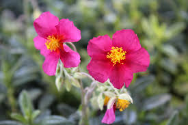 Attēlu rezultāti vaicājumam “Helianthemum x hybridum”