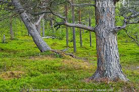 Attēlu rezultāti vaicājumam “Pinus sylvestris var. turfosa”