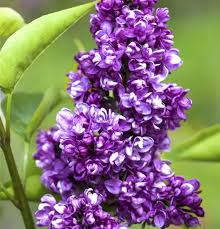 Image result for flieder