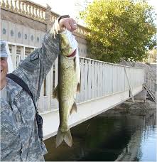 Image result for Aspius aspius