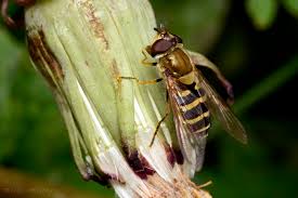 Attēlu rezultāti vaicājumam “Syrphus torvus”