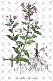 Attēlu rezultāti vaicājumam “Epilobium hirsutum leaf”
