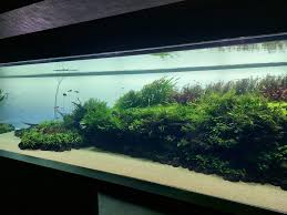 Znalezione obrazy dla zapytania takashi amano%