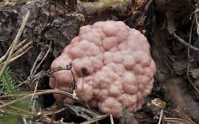 Attēlu rezultāti vaicājumam “Amaurochaete atra”