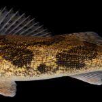 Image result for Sander canadensis