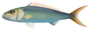 Image result for Aprion virescens