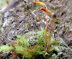 Attēlu rezultāti vaicājumam “Pohlia”