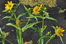 Attēlu rezultāti vaicājumam “Bidens cernua flower”