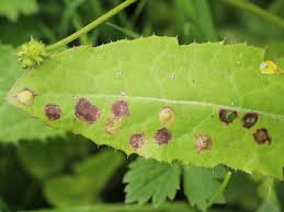 Attēlu rezultāti vaicājumam “Cystiphora sanguinea”