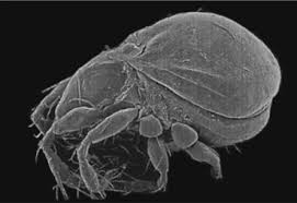 Attēlu rezultāti vaicājumam “Gerridae imago”